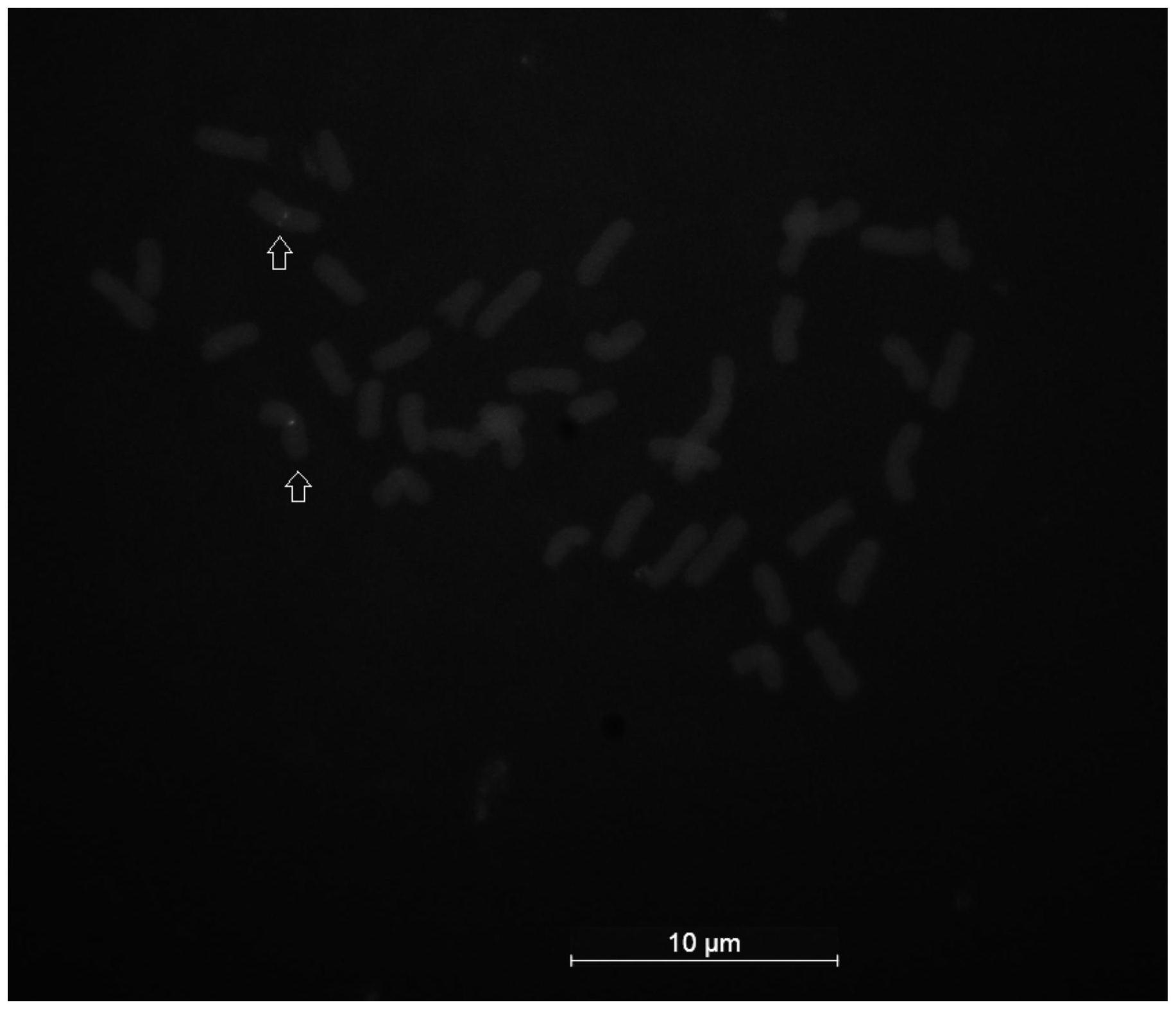 一种小麦2A染色体特异细胞学探针及其应用