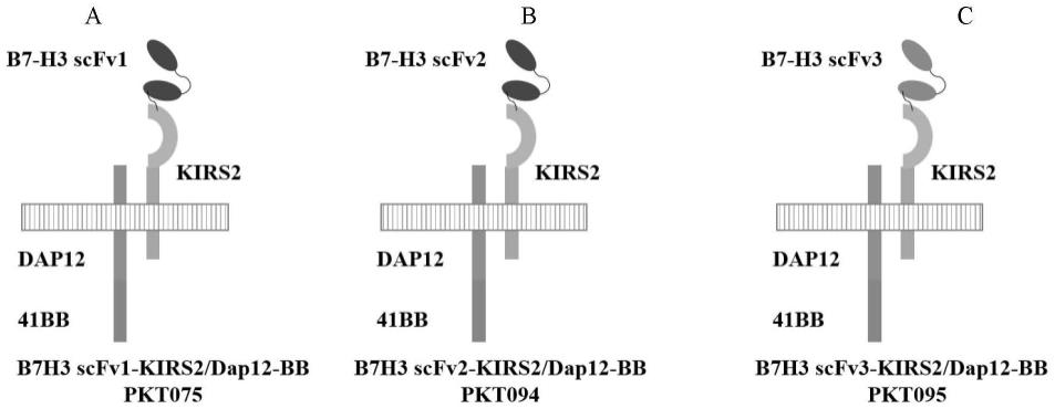 靶向B7-H3的嵌合受体及其用途的制作方法