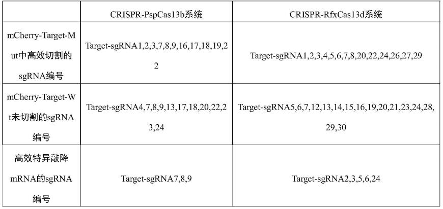 单点突变基因转录本高效特异敲降sgRNA的筛选方法及应用