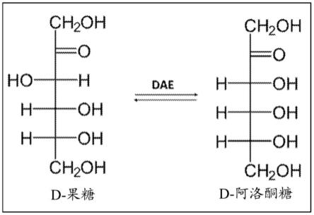 用于将D-果糖生物转化为D-阿洛酮糖的D-阿洛酮糖3-差向异构酶的制作方法
