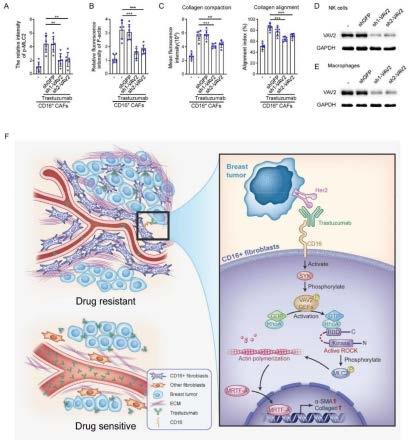 CD16+成纤维细胞在诊断、预防和治疗单克隆抗体耐药乳腺癌中的应用