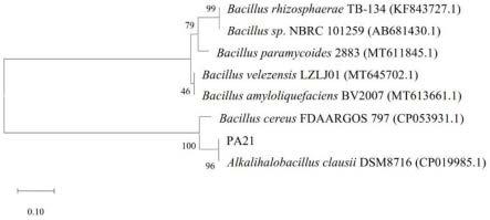 克劳氏碱性卤杆菌PA21及其在降解马铃薯龙葵素中的应用