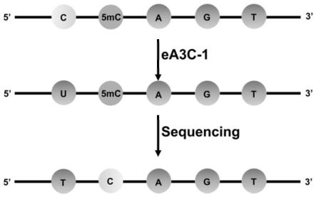 人工改造脱氨酶辅助的DNA中5-甲基胞嘧啶修饰单碱基分辨率定位分析方法与流程