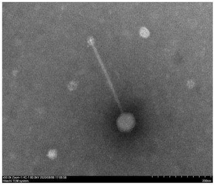 一种迟缓葡萄球菌噬菌体及其分离方法与应用与流程