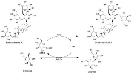 一种新型甜菊糖苷衍生物莱鲍迪苷L2的制备方法