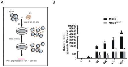 利用Nectin1基因变异检测结果评估HSV-1溶瘤病毒疗效的方法