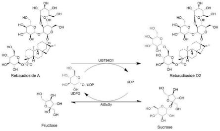 一种利用糖基转移酶高效生物合成莱鲍迪苷D2的方法
