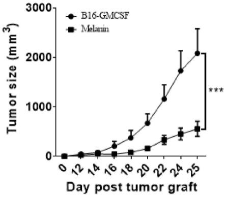 黑色素或聚多巴胺纳米颗粒作为免疫检查点Siglec-15抑制剂抗肿瘤的应用的制作方法