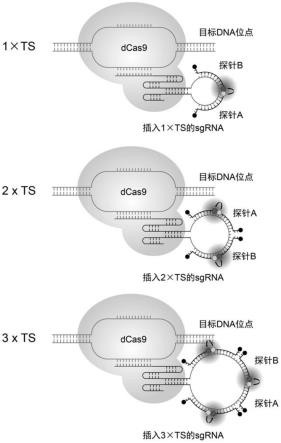 一种基于CRISPR/dCas9系统与寡核苷酸探针的活细胞DNA标记信号放大方法