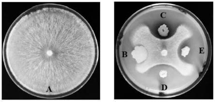 一种贝莱斯芽孢杆菌YFB3-1及其分离筛选与鉴定方法和应用与流程