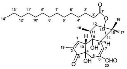 巴豆烷型二萜类化合物及其制备方法、药物组合物和应用与流程