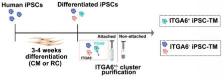 ITGA6阳性iPSC源小梁网类细胞在制备治疗高眼压疾病药物中的应用及筛选方法与流程