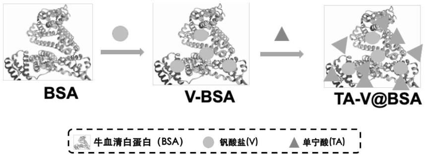 一种可抑制ATP酶活性的钒基光热材料TA-V@BSA的合成及应用