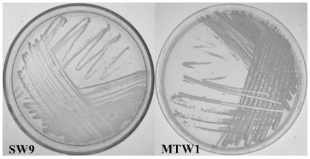 一种由水生产碱菌SW9和金黄杆菌MTW1组合菌液串联生物滴滤塔的工艺及其应用的制作方法