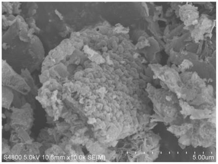一种鱼鳞状钨掺杂过磷化镍/石墨相氮化碳光催化剂及制备方法和应用