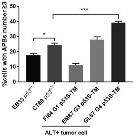 一组带有p53S突变的ALT阳性及ALT阴性小鼠肿瘤细胞模型及其构建方法和应用