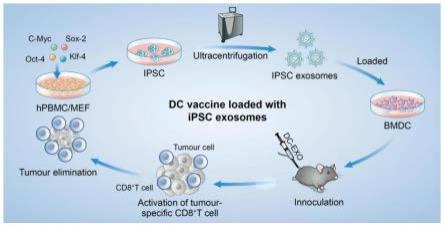 一种诱导多能干细胞来源外泌体抗原在DC疫苗中的应用方法与流程