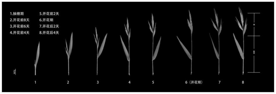 一种二穗短柄草开花时期的快速鉴定方法