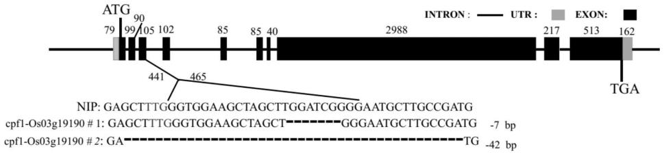 水稻OsTOPBP1C蛋白及其编码基因的应用