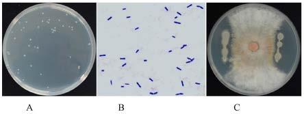 小麦内生菌株耐盐芽孢杆菌YB-1576、生防菌剂及其应用