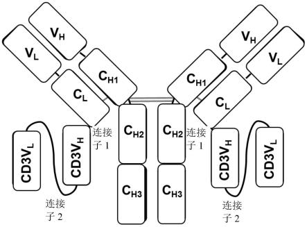 抗GPC3抗体，抗GPC3嵌合抗原受体和GPC3/CD3双特异性抗体的制作方法