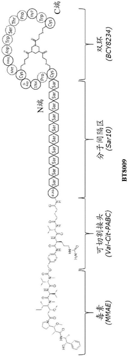 NECTIN-4特异性的双环肽配体及其用途的制作方法