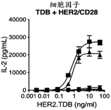 靶向Her2的激动性CD28抗原结合分子的制作方法