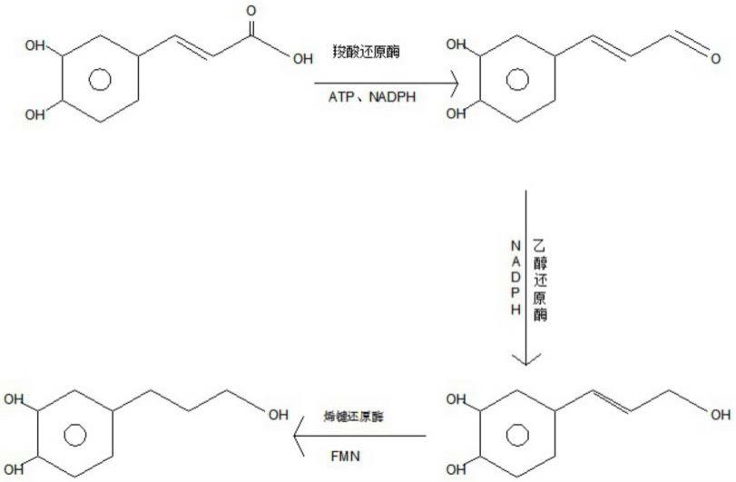 一种利用固定化酶合成苯丙醇衍生物的方法与流程
