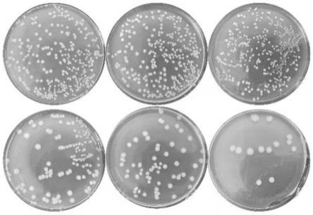 一种亲水性二硫化钼抗菌膜的制备方法和清洗方法