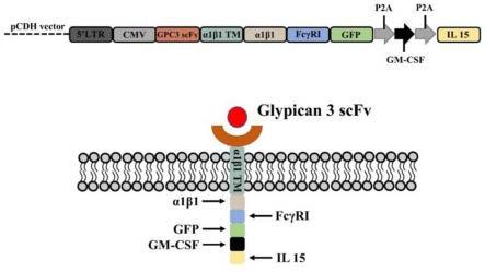一种靶向GPC3的嵌合抗原受体单核/巨噬细胞及构建方法和应用与流程