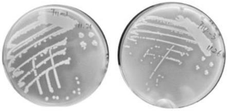 一株多功能贝莱斯芽孢杆菌、菌剂及其应用的制作方法