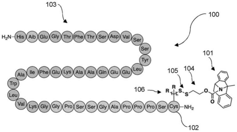GLP1R激动剂NMDAR拮抗剂缀合物
