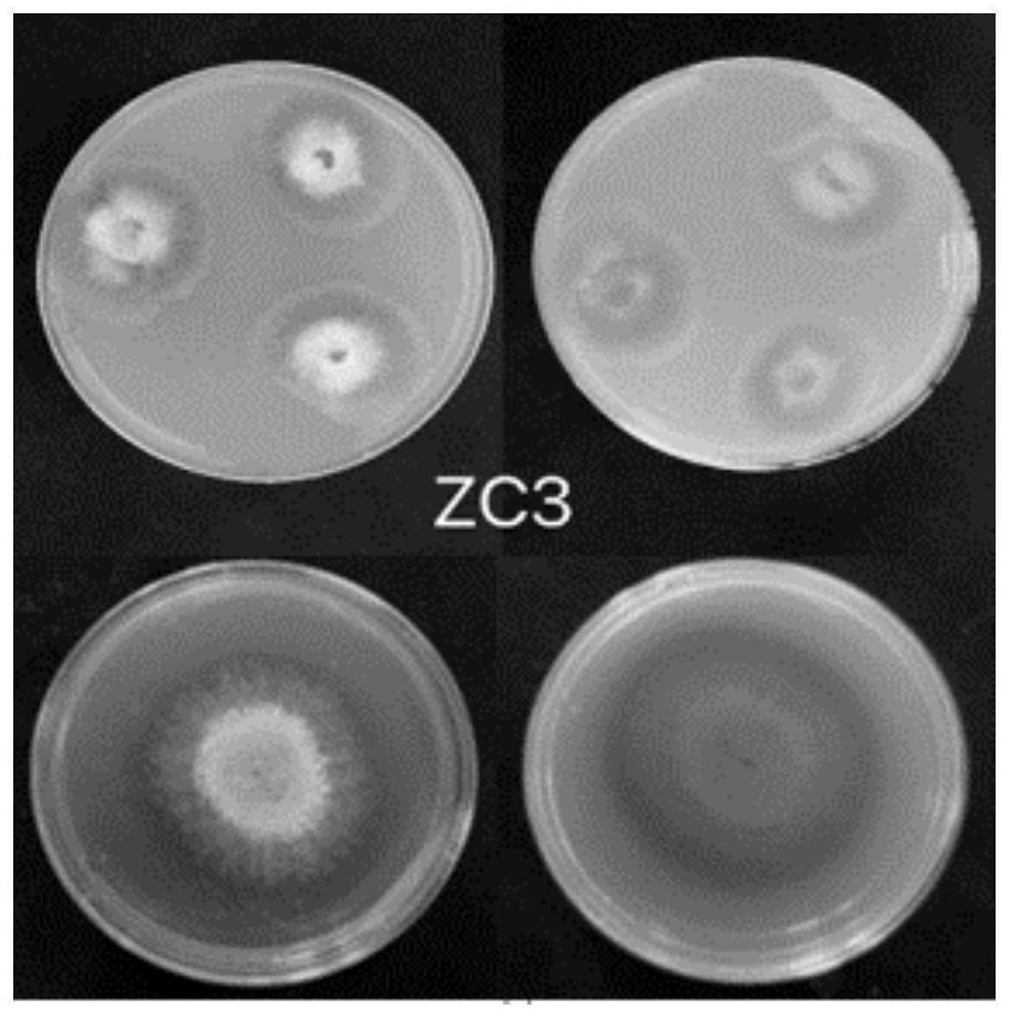 棘孢木霉ZC3菌株及其在花椒枝条降解中的应用