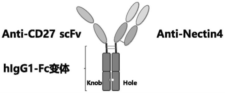 双特异性抗体及其应用的制作方法