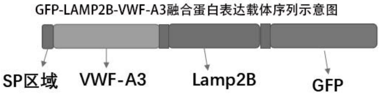 一种LAMP2B/VWF-A3区域共修饰的外泌体及其制备方法和应用