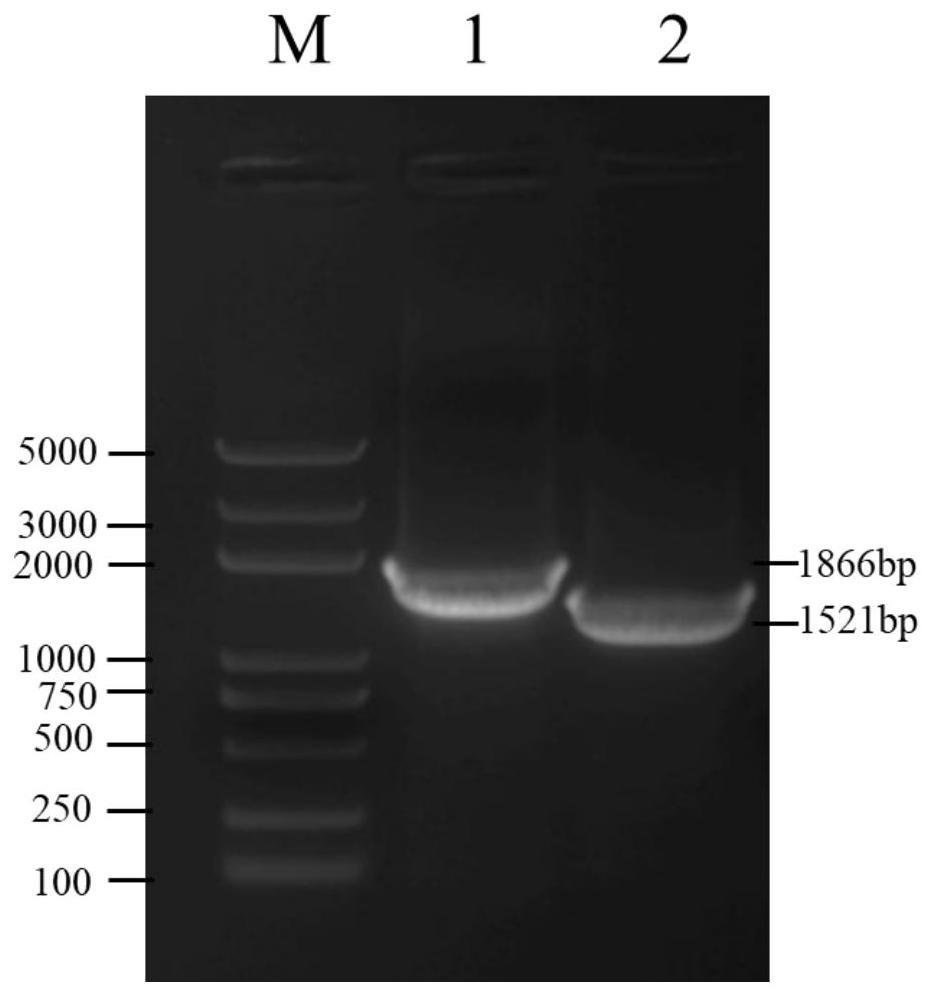 蛋白TaGH9-19A用于调控花粉发育的应用