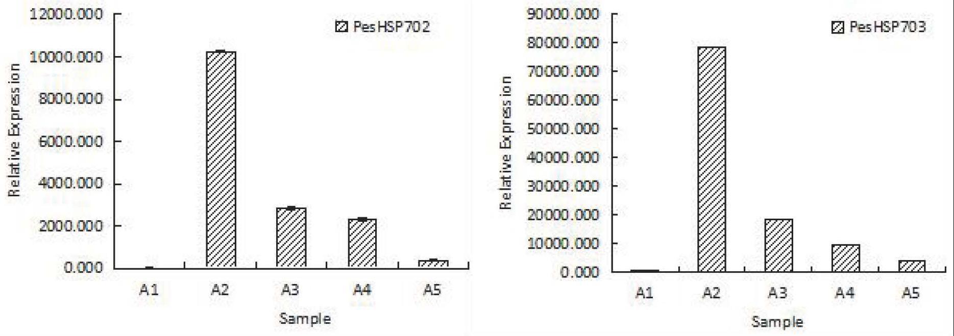 一种热激相关基因PesHSP70-2、PesHSP70-3及其在调控植物耐热性中的应用