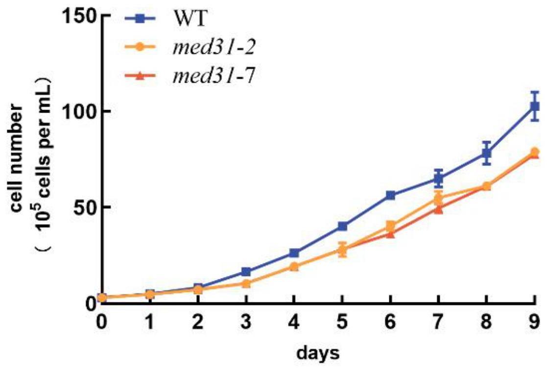 转录中介体MED31基因及其互作转录因子在提高三角褐指藻中岩藻黄素含量的应用