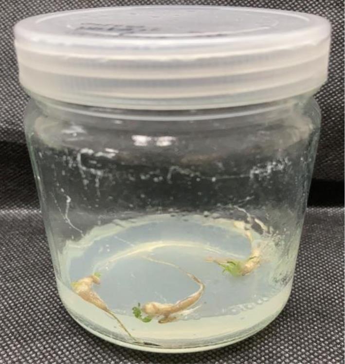 一种构树根诱导不定芽的组培方法与流程
