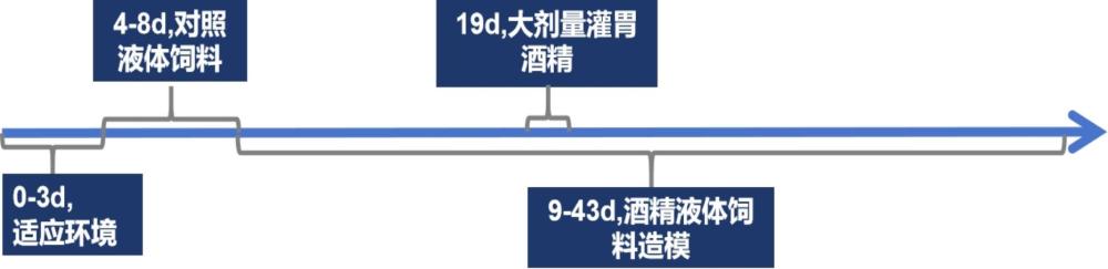 杜氏杆菌在制备用于提高雄性生殖能力及预防、改善和/或治疗酒精性肝损伤的产品中的用途