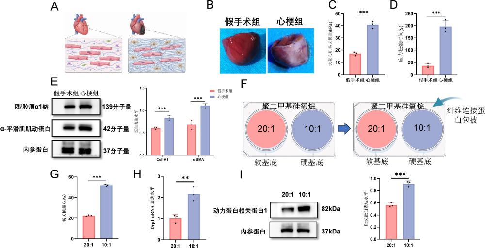 一种负载miR-210@ZIF-8的应力松弛水凝胶心脏补片、制备方法及应用