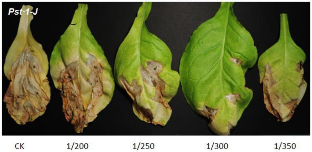 碳纳米溶胶在抑菌剂和烟草叶部病害防治中的应用的制作方法