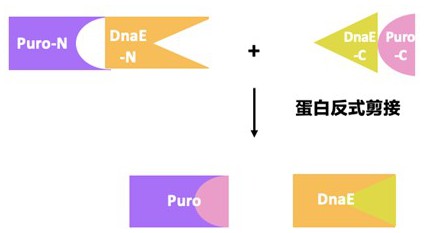 一种构建稳定细胞池的三质粒单筛选标记物系统及其应用的制作方法