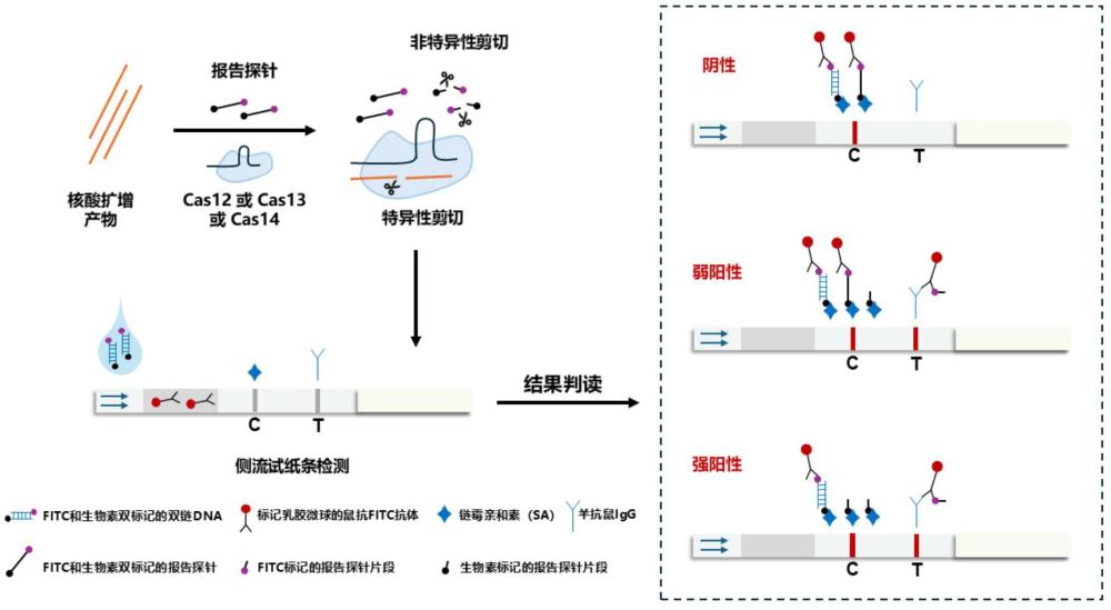 一种侧流试纸条及其C线稳定性的改进方法和检测试剂盒