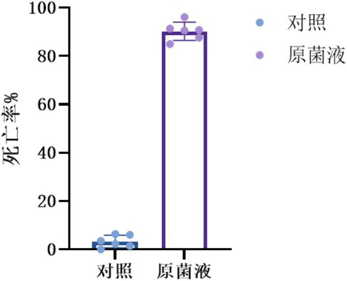 一株食菲假节杆菌E3及其在毒杀植物寄生线虫中的应用