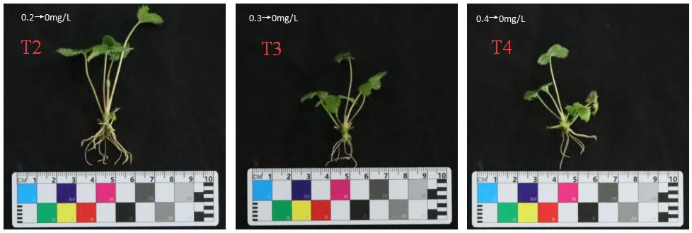 一种过渡6-苄氨基嘌呤增殖和生根协同调控的草莓原原种组培生根苗的繁育方法、筛选方法和应用与流程