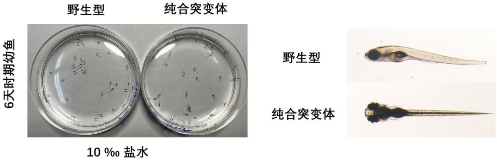 一种耐盐鱼类品系的构建方法