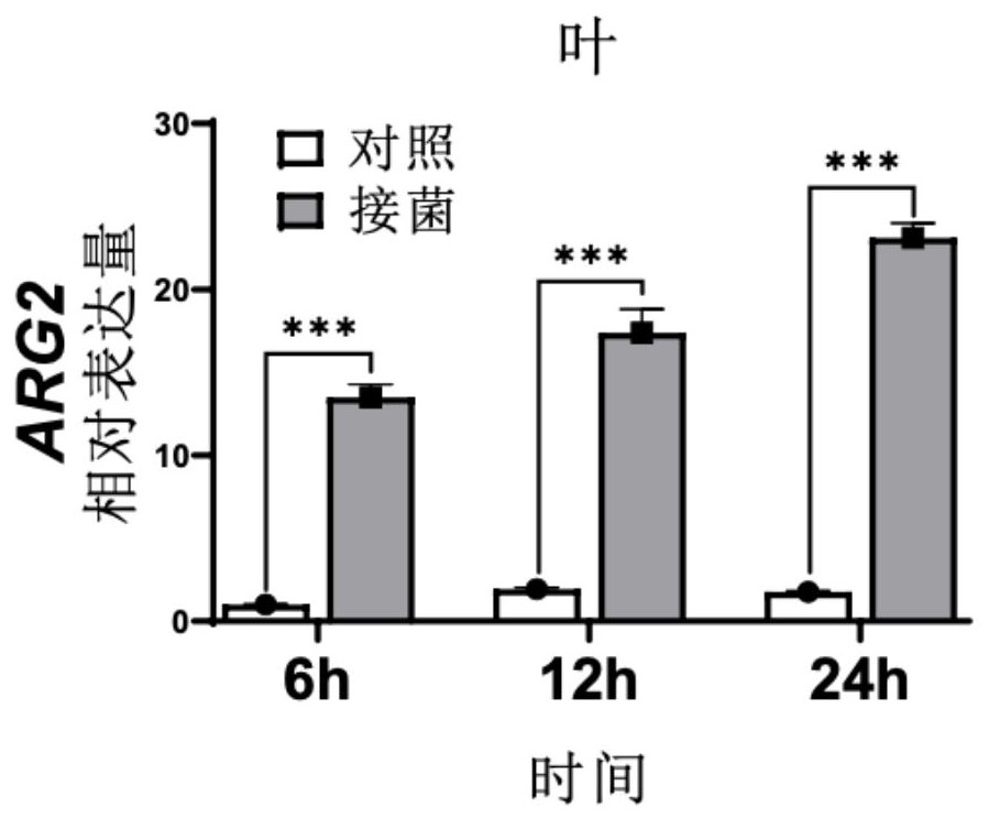 ARG2基因或其编码蛋白在提高植物青枯病抗性中的应用