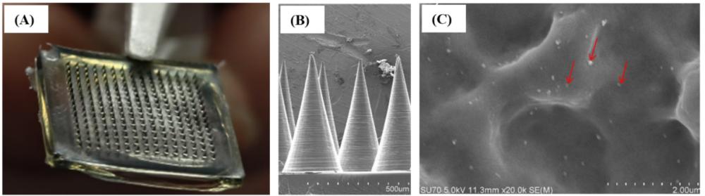 一种多功能双层水凝胶微针、制备方法及应用