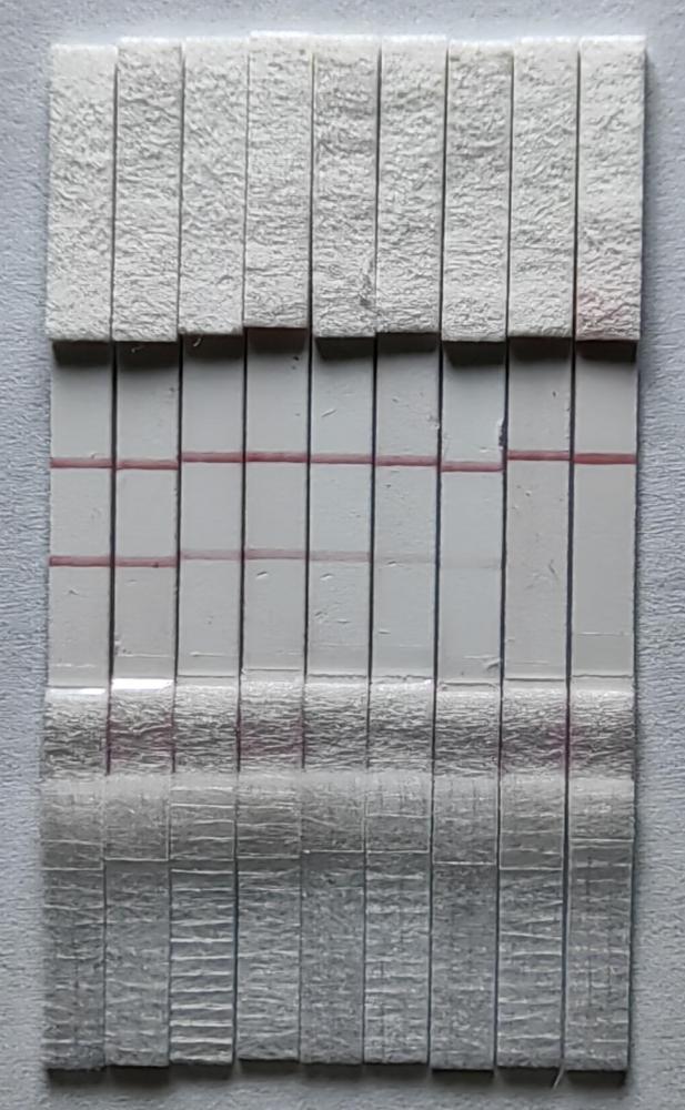 应用LFD-RPA技术检测葡萄白腐病菌的引物对、探针、试剂盒及其应用